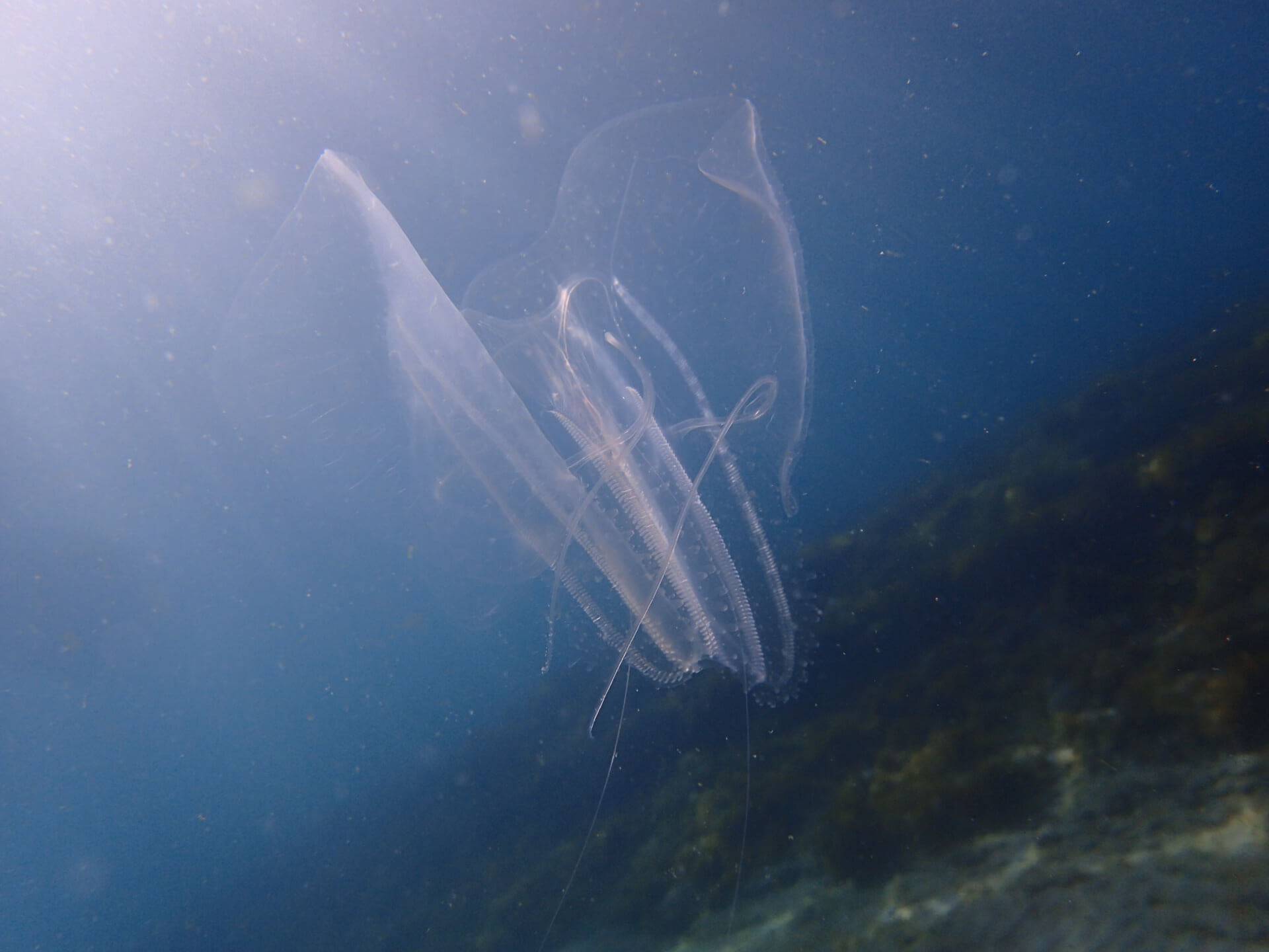 海の中の生物