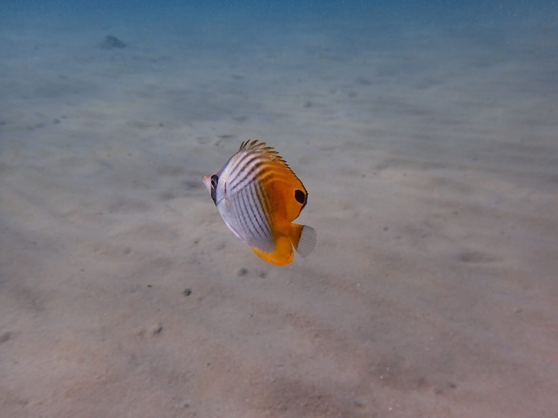 海の中の生物