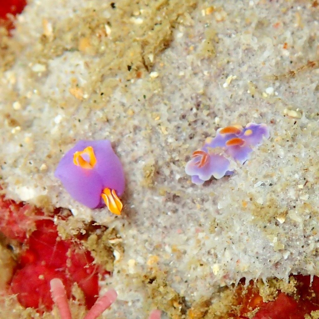 ムラサキウミコチョウとミアミラウミウシ