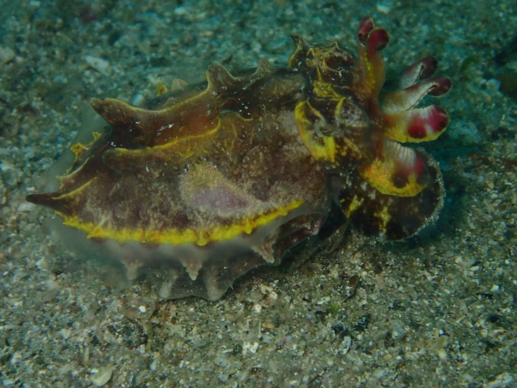 ハナイカ