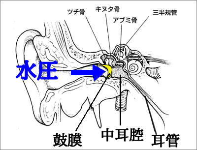 耳の解剖図