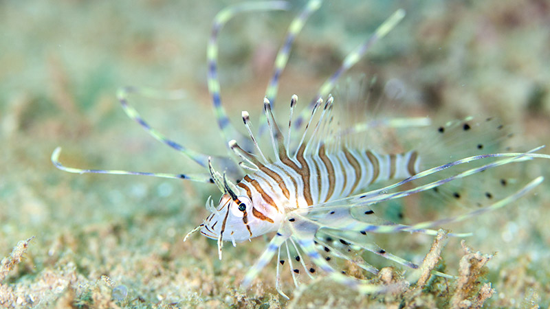 彩り豊かな海中生物