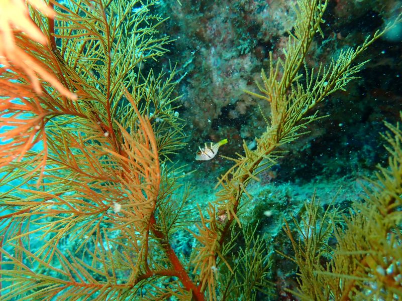 ノコギリハギ幼魚