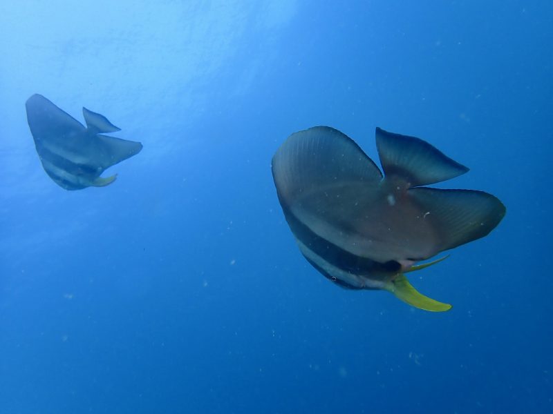 中島のツバメウオ