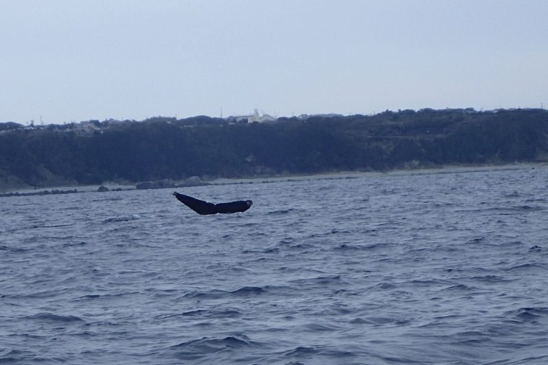 ザトウクジラ　尾びれ