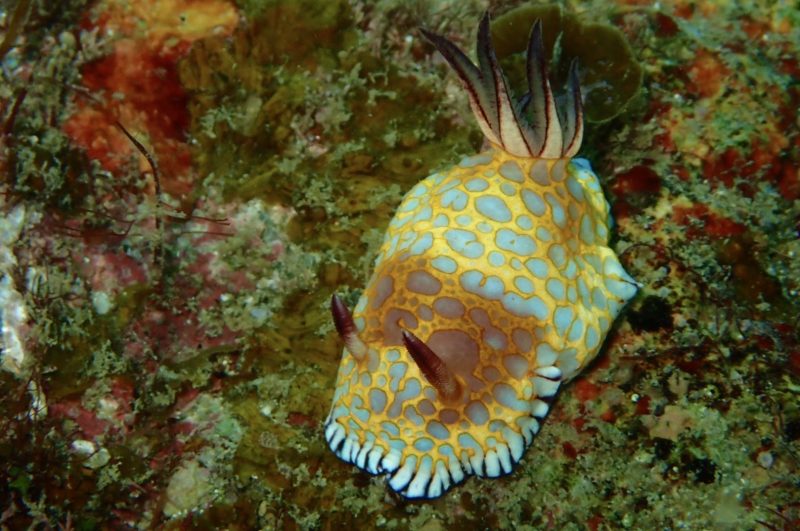 ボブサンウミウシ