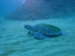 白浜のアオウミガメ