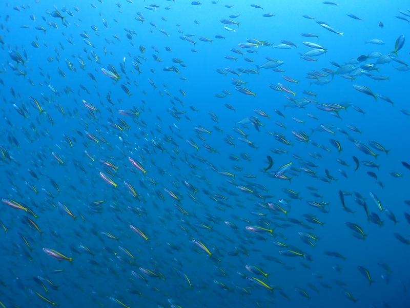 中島の魚群