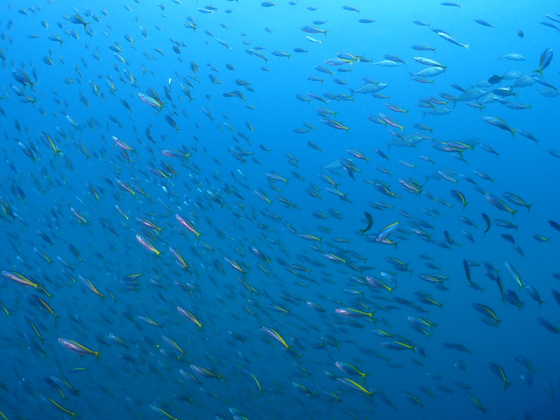 中島の魚群