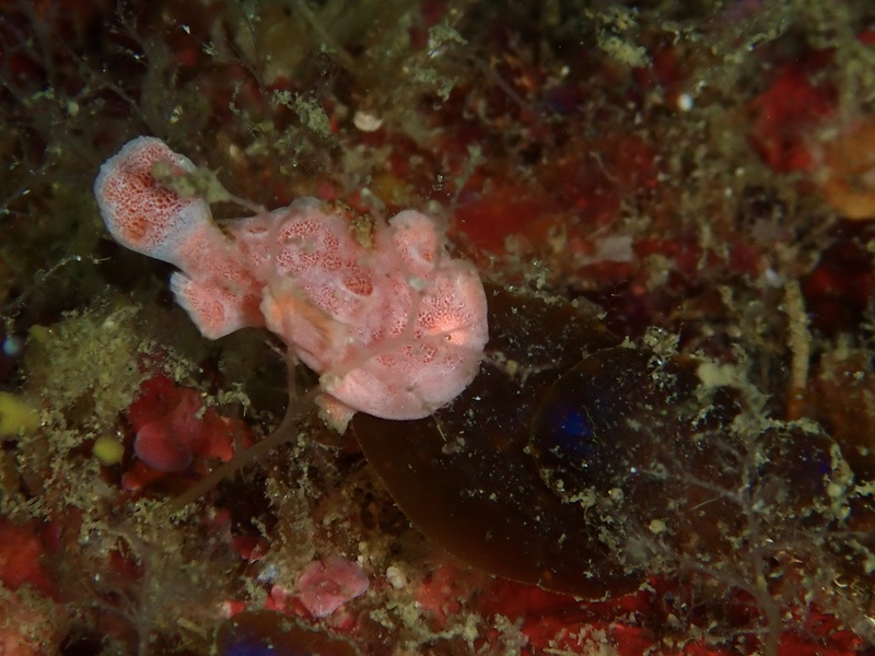 オオモンカエルアンコウ幼魚