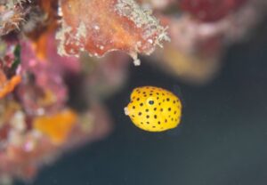 ミナミハコフグ幼魚