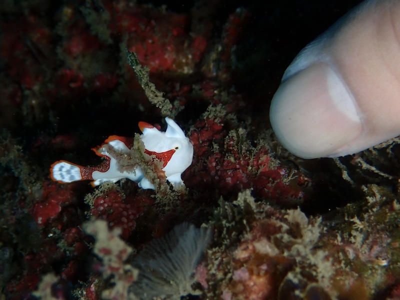 クマドリカエルアンコウ幼魚