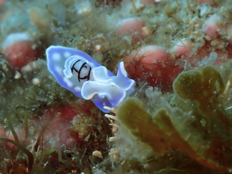 青のコンシボリガイ
