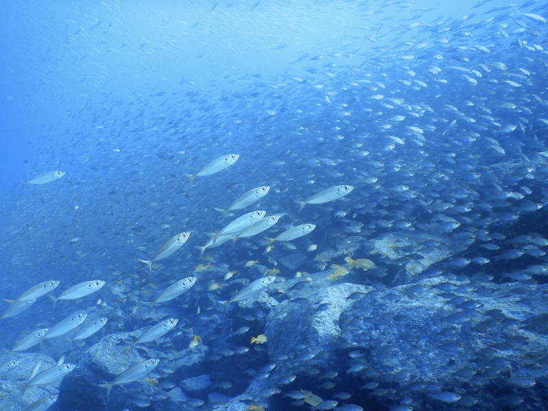 内浦