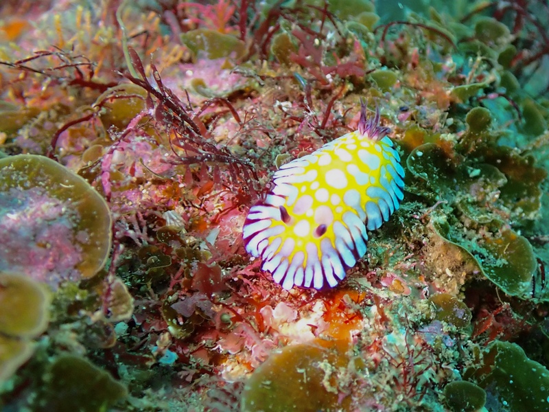 ボブサンウミウシ