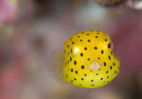 和歌山の海で見られる美しい魚